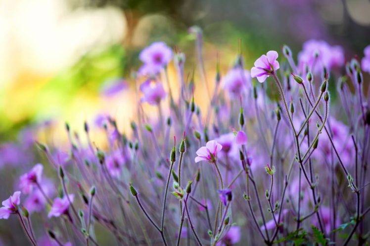 plants, Flowers, Purple flowers, Depth of field HD Wallpaper Desktop Background