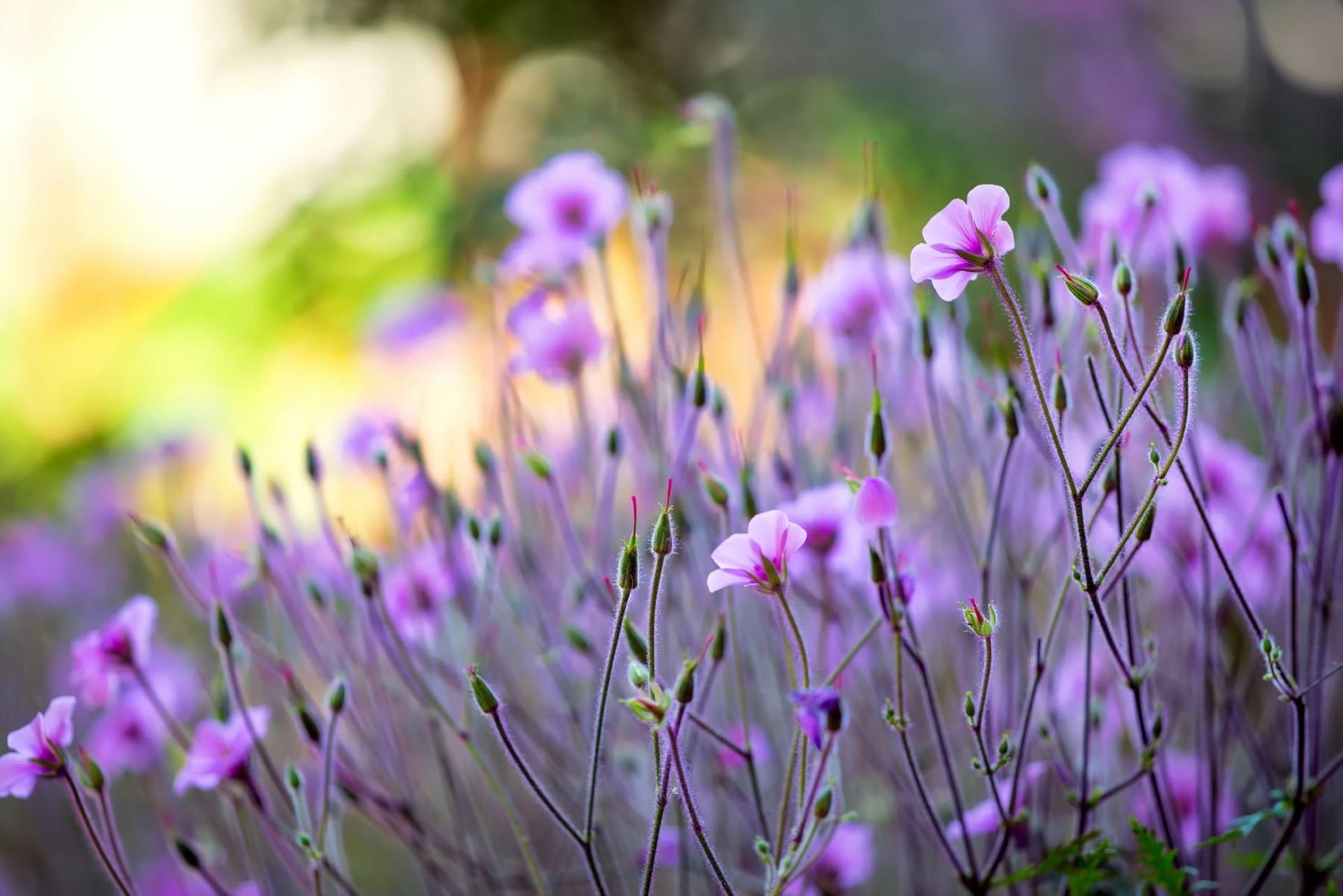 plants, Flowers, Purple flowers, Depth of field Wallpaper