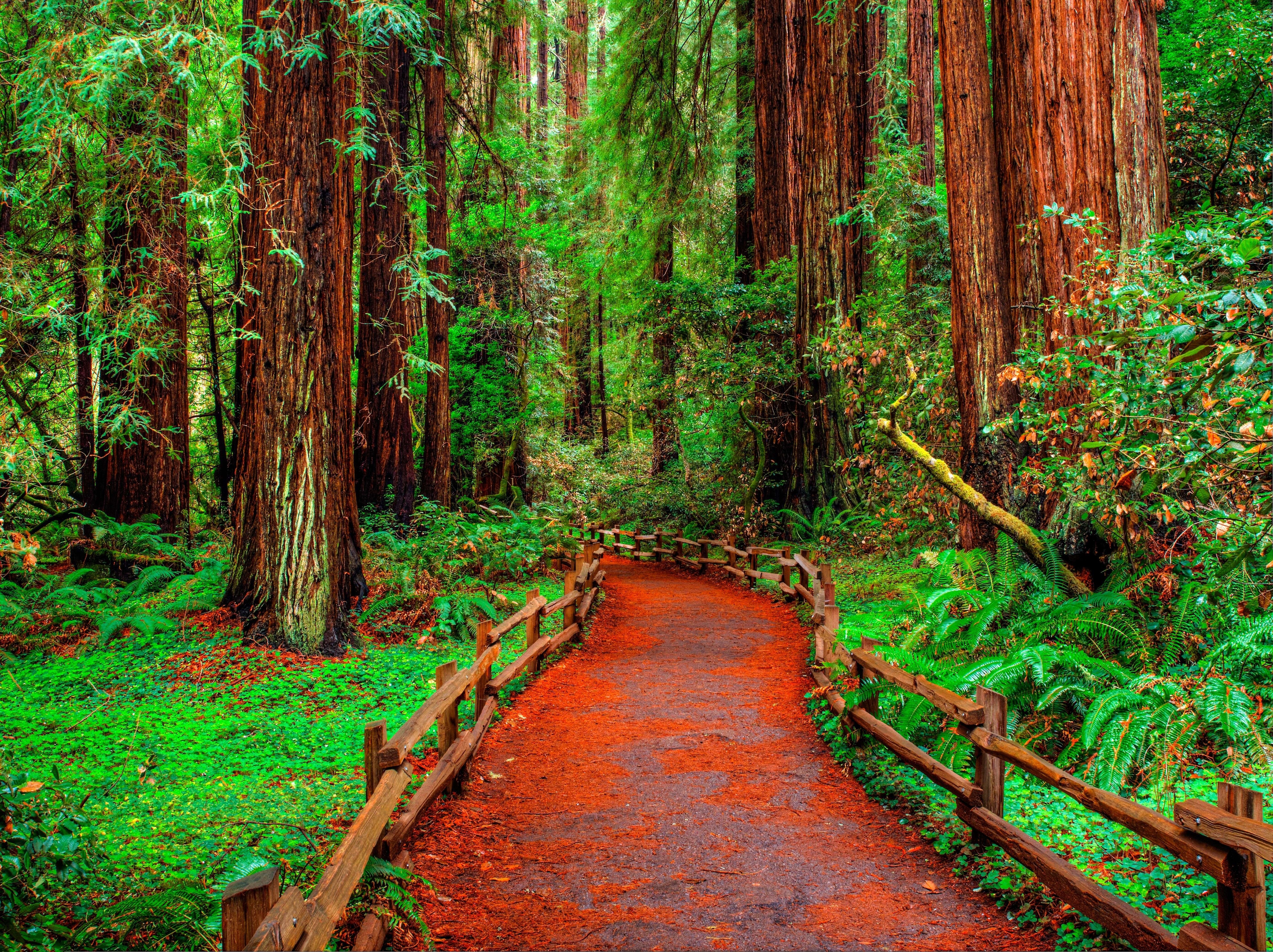 forest Wallpaper
