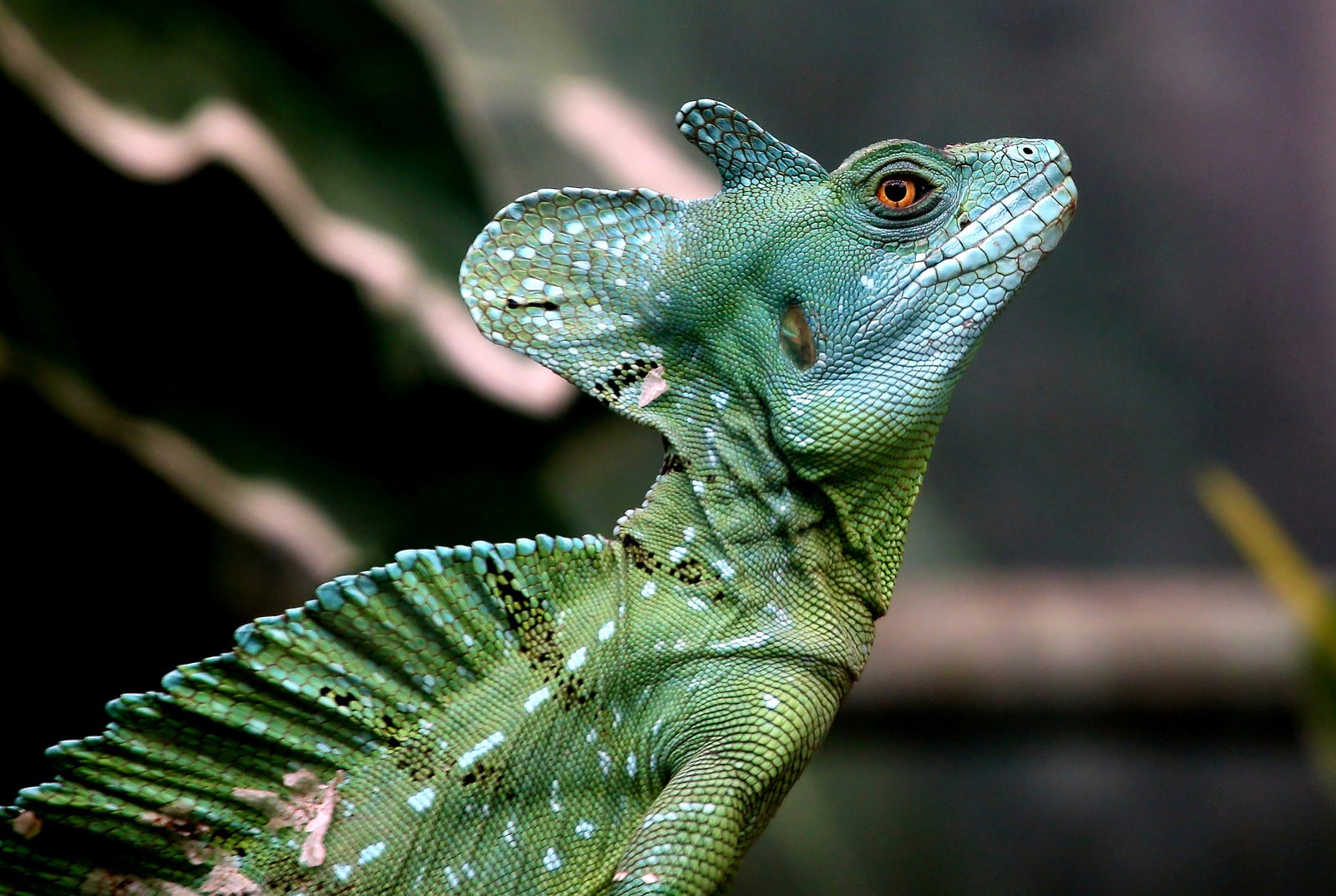 photography, Nature, Reptiles, Chameleons, Side view Wallpaper