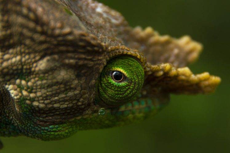 photography, Nature, Wildlife, Horns, Chameleons, Macro, Green HD Wallpaper Desktop Background
