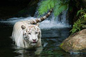 tiger, Nature, White tigers
