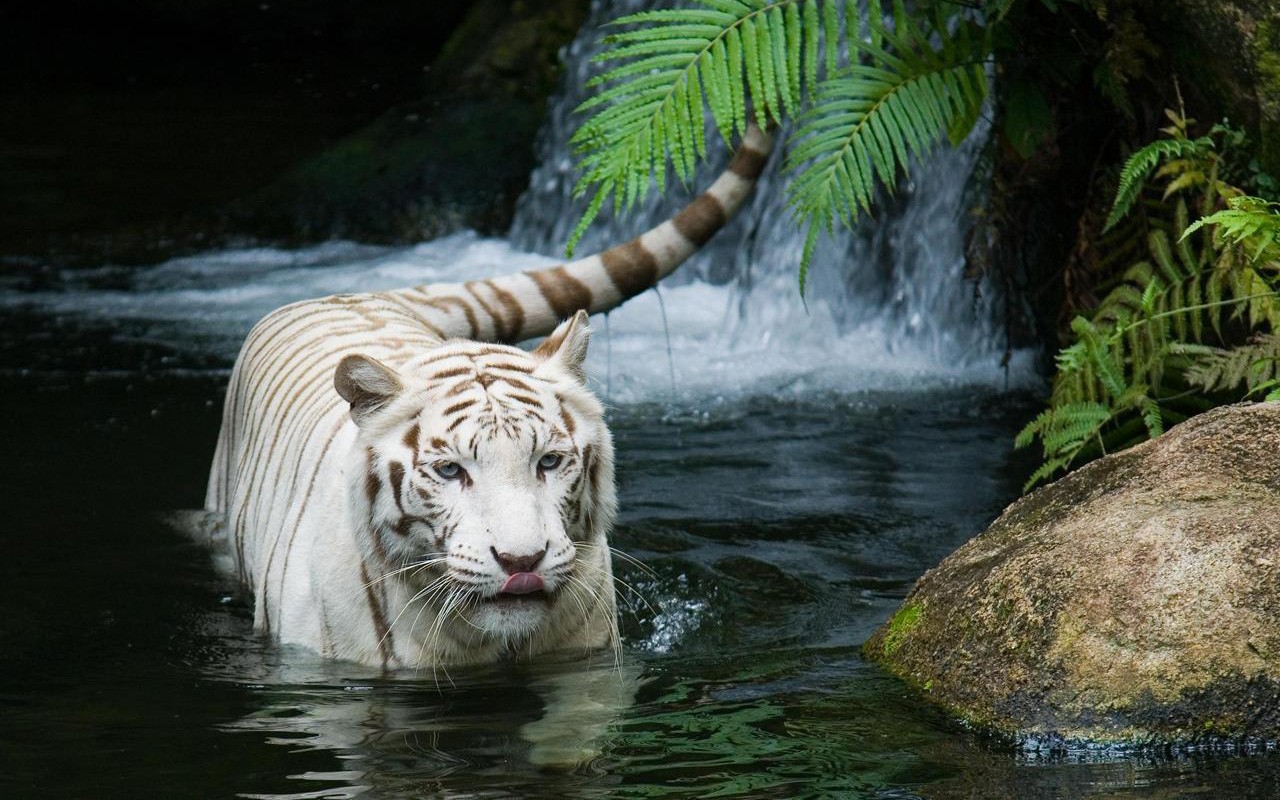tiger, Nature, White tigers