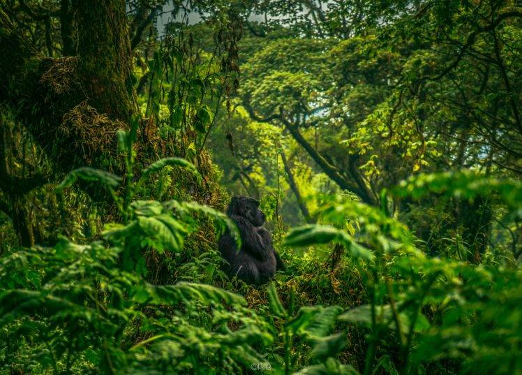 looking away, Photography, Gorillas, Green, Trees, Plants, Moss HD Wallpaper Desktop Background