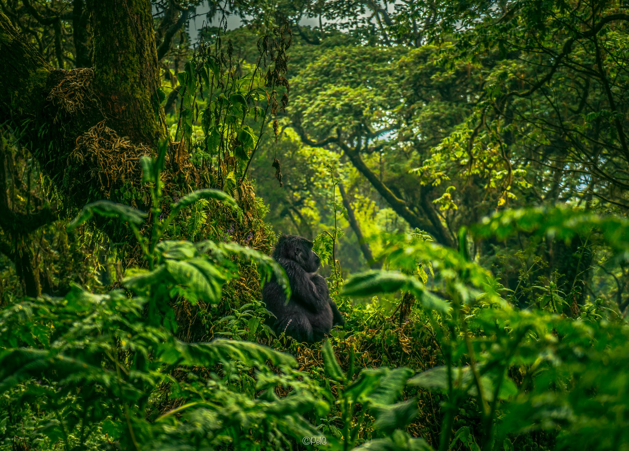looking away, Photography, Gorillas, Green, Trees, Plants, Moss Wallpaper