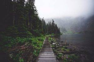 forest, Water, Nature, Road, Mist