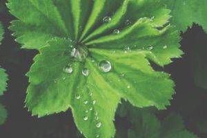 nature, Water drops, Leaves