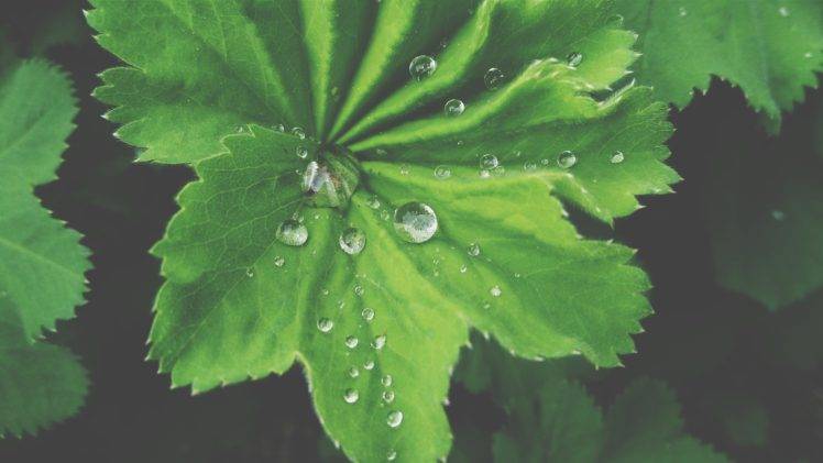 nature, Water drops, Leaves HD Wallpaper Desktop Background