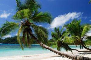 beach, Nature, Palm trees