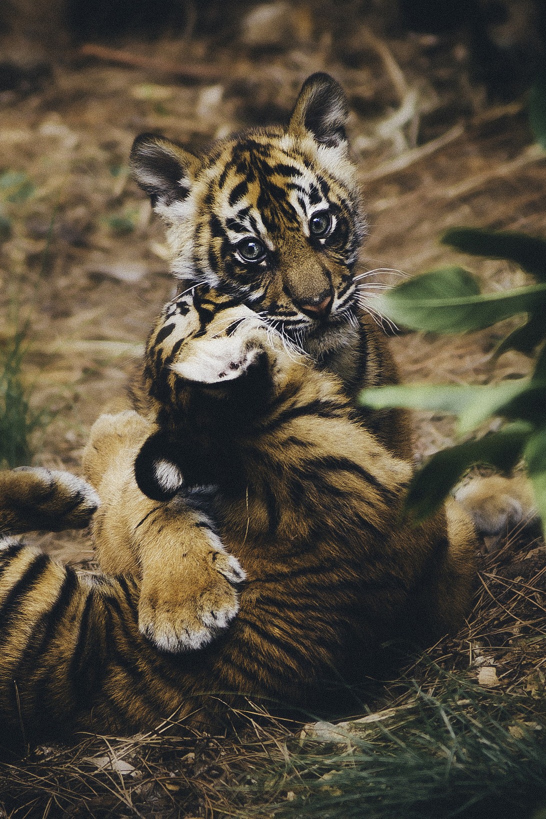tiger, Leaves, Dry grass Wallpaper