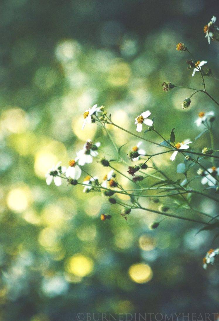 flowers, Daisies, Bushes HD Wallpaper Desktop Background