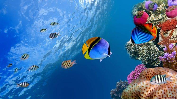 nature, Fish, Underwater, Photo manipulation HD Wallpaper Desktop Background