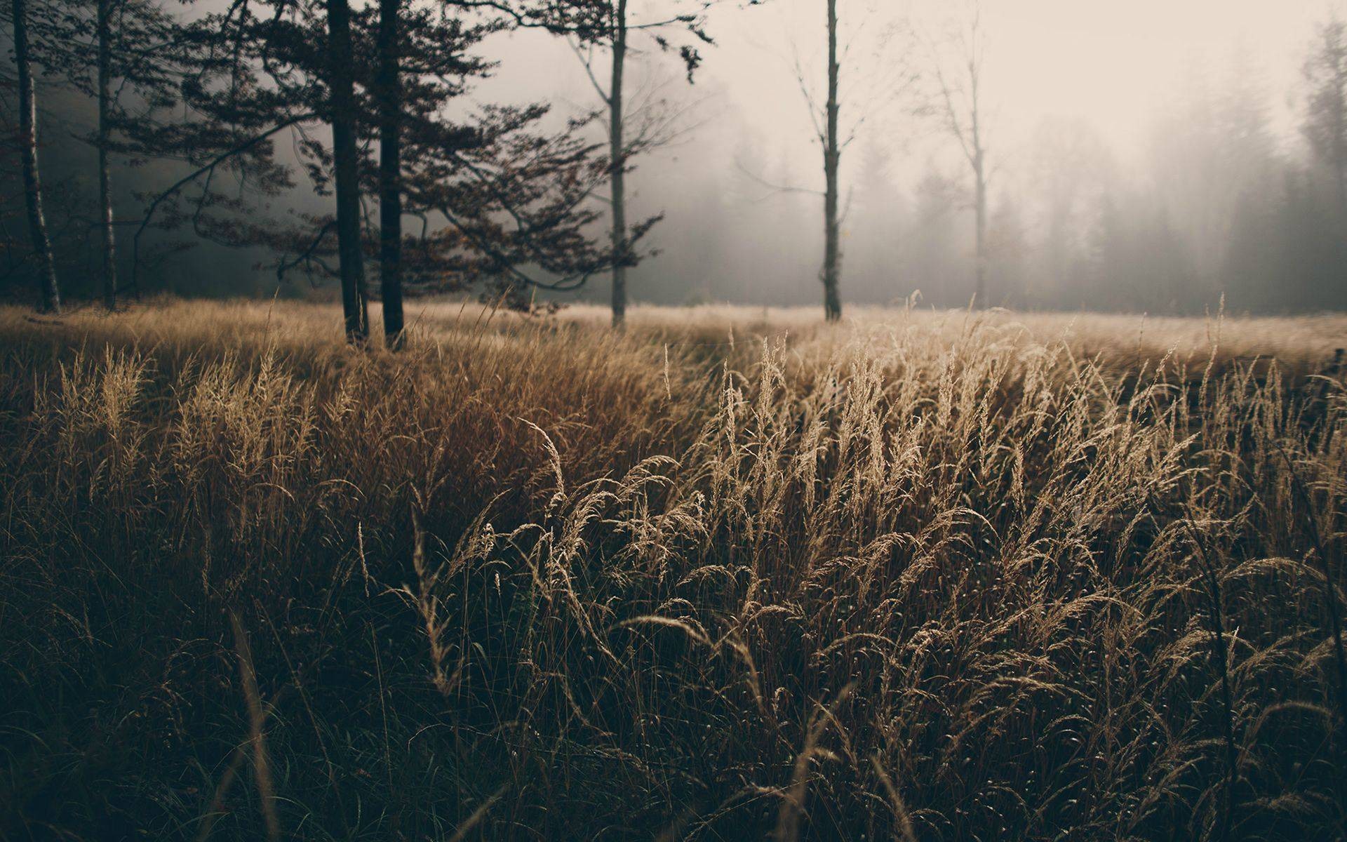 nature, Grass Wallpaper