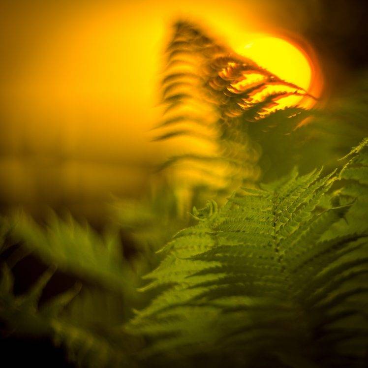 photography, Leaves, Sunlight, Macro, Plants HD Wallpaper Desktop Background