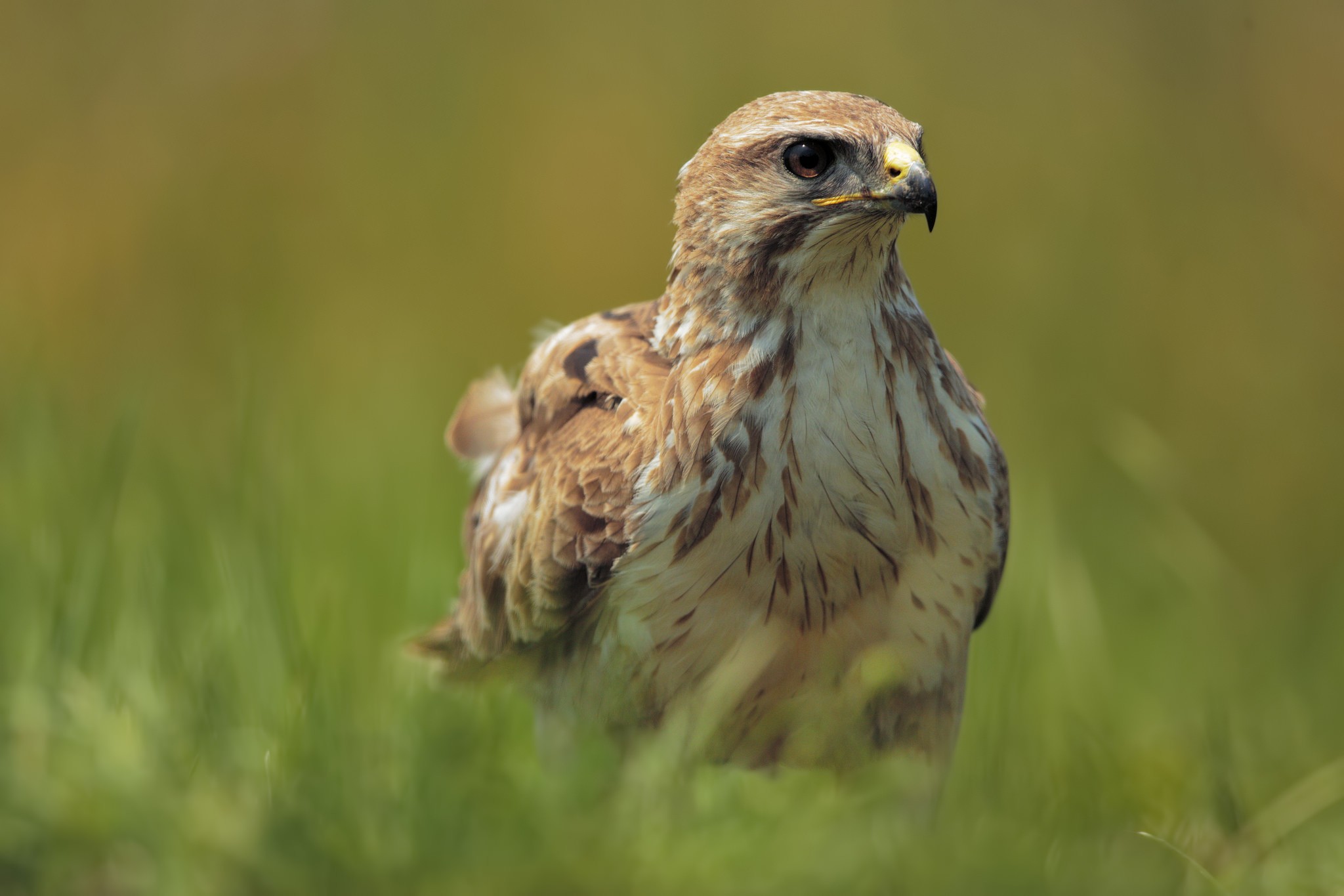 photography, Wildlife, Grass Wallpaper
