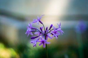 photography, Flowers, Macro, Purple flowers, Sunlight