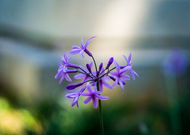 photography, Flowers, Macro, Purple flowers, Sunlight HD Wallpaper Desktop Background