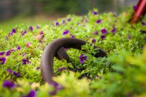 photography, Macro, Purple flowers, Steering wheel, Plants, Depth of field