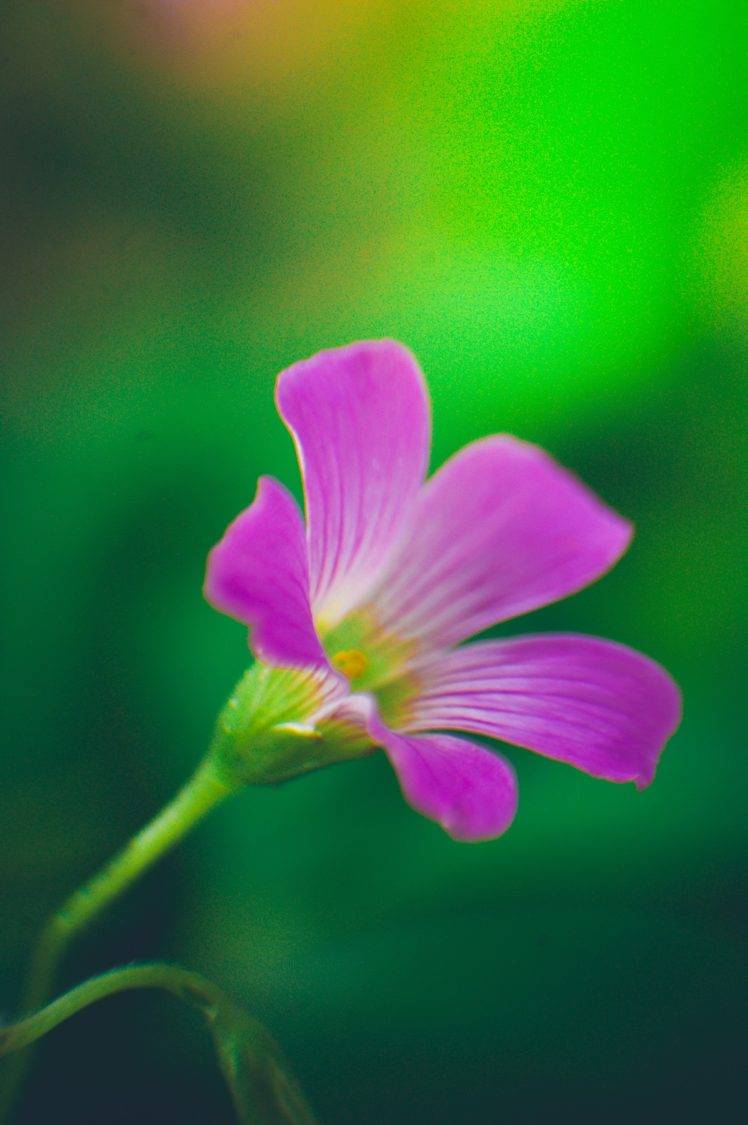 flowers, Nature, Natural light, Green, Macro, Plants HD Wallpaper Desktop Background