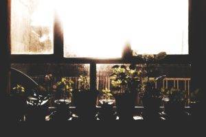 parsaphotography, Photography, Brown, Flowers, Plants, Window, Sunlight
