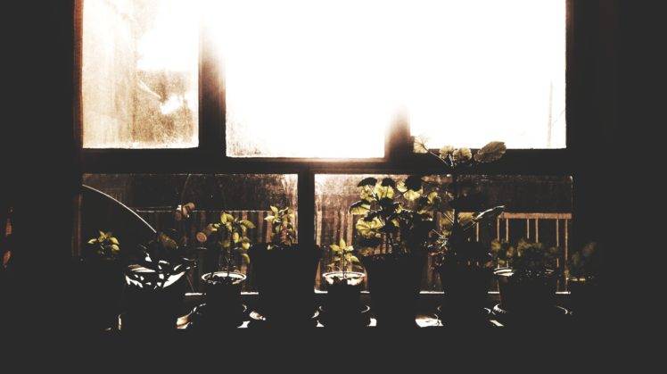 parsaphotography, Photography, Brown, Flowers, Plants, Window, Sunlight HD Wallpaper Desktop Background