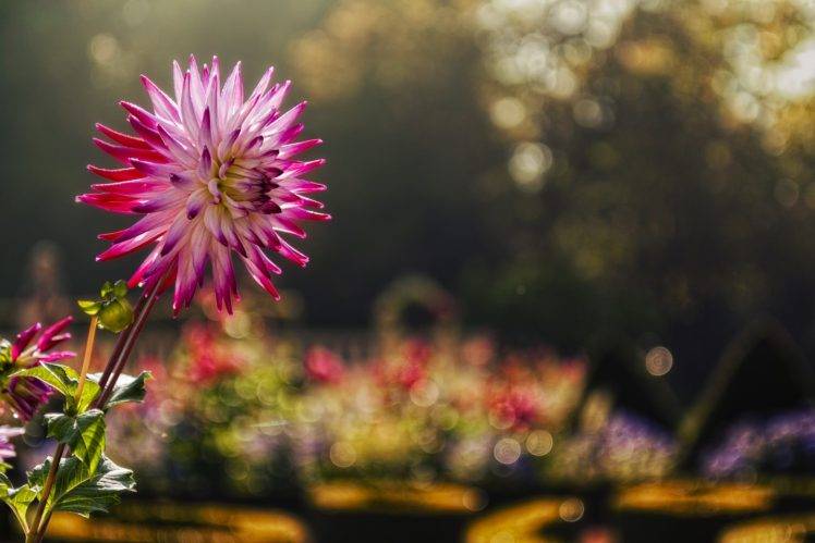 photography, Nature, Flowers, Macro, Bokeh, Sunlight, Pink flowers, Leaves HD Wallpaper Desktop Background