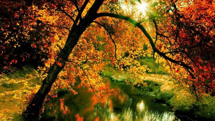 nature, Wood, River HD Wallpaper Desktop Background