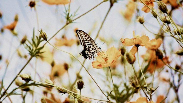 butterfly, Flowers HD Wallpaper Desktop Background