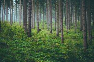 forest, Nature, Trees, Mist, Depth of field