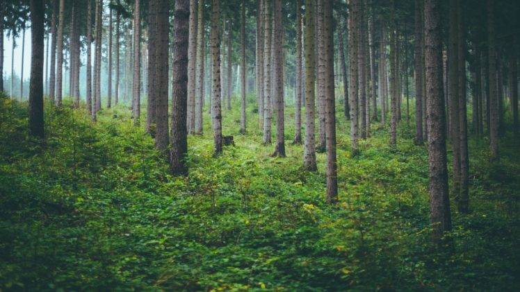 forest, Nature, Trees, Mist, Depth of field HD Wallpaper Desktop Background