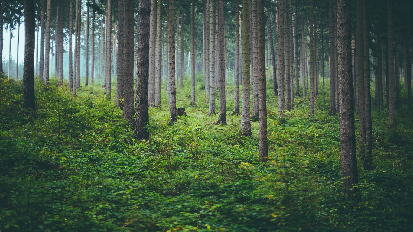 forest, Nature, Trees, Mist, Depth of field Wallpaper