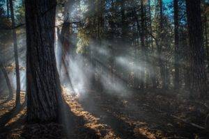 forest, Sunlight, Trees, Nature