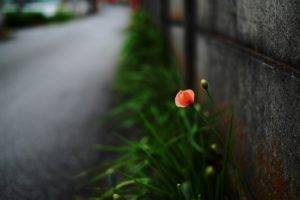 photography, Flowers, Wall, Plants, Road, Orange flowers, Blurred, Macro