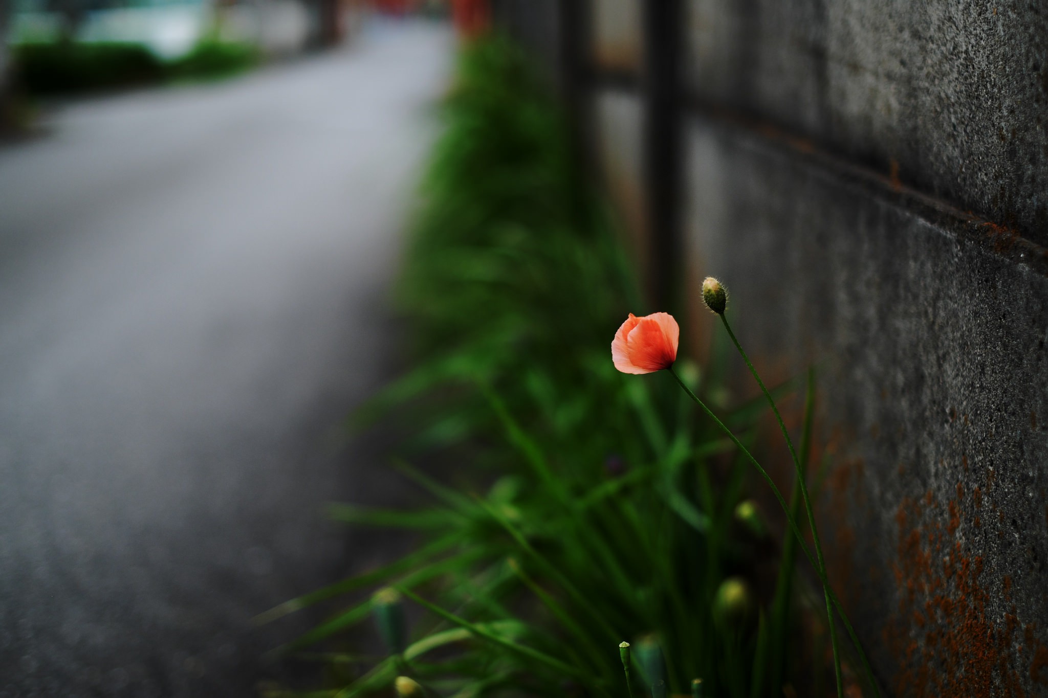 photography, Flowers, Wall, Plants, Road, Orange flowers, Blurred, Macro Wallpaper