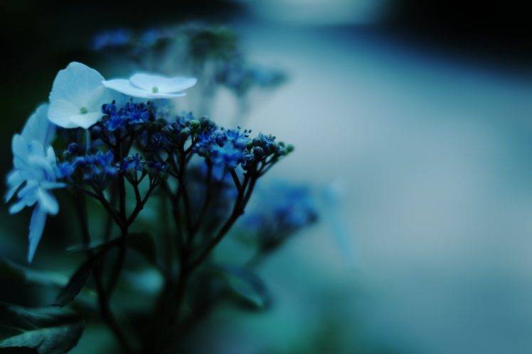 photography, Macro, White flowers, Leaves, Road, Blue flowers, Plants, Fujifilm HD Wallpaper Desktop Background