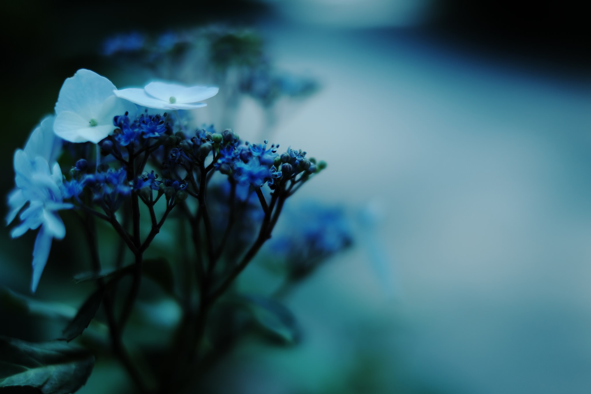 photography, Macro, White flowers, Leaves, Road, Blue flowers, Plants, Fujifilm Wallpaper