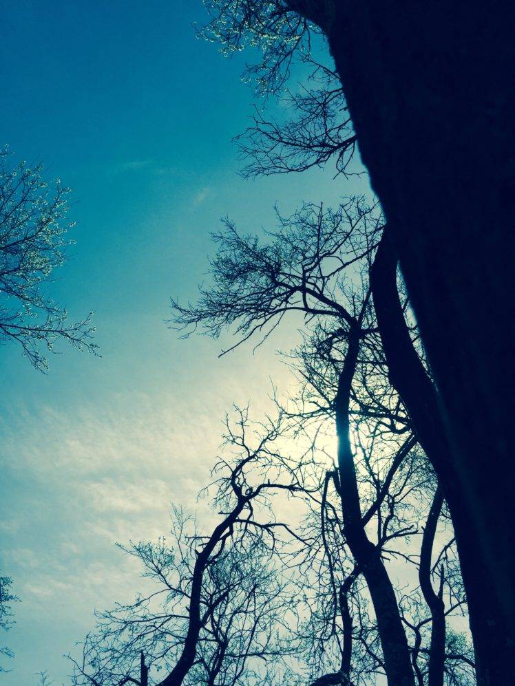 sky, Trees, Nature HD Wallpaper Desktop Background