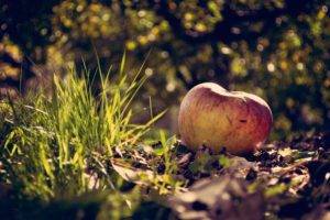 photography, Macro, Leaves, Apples, Grass, Bokeh, Depth of field, Fall