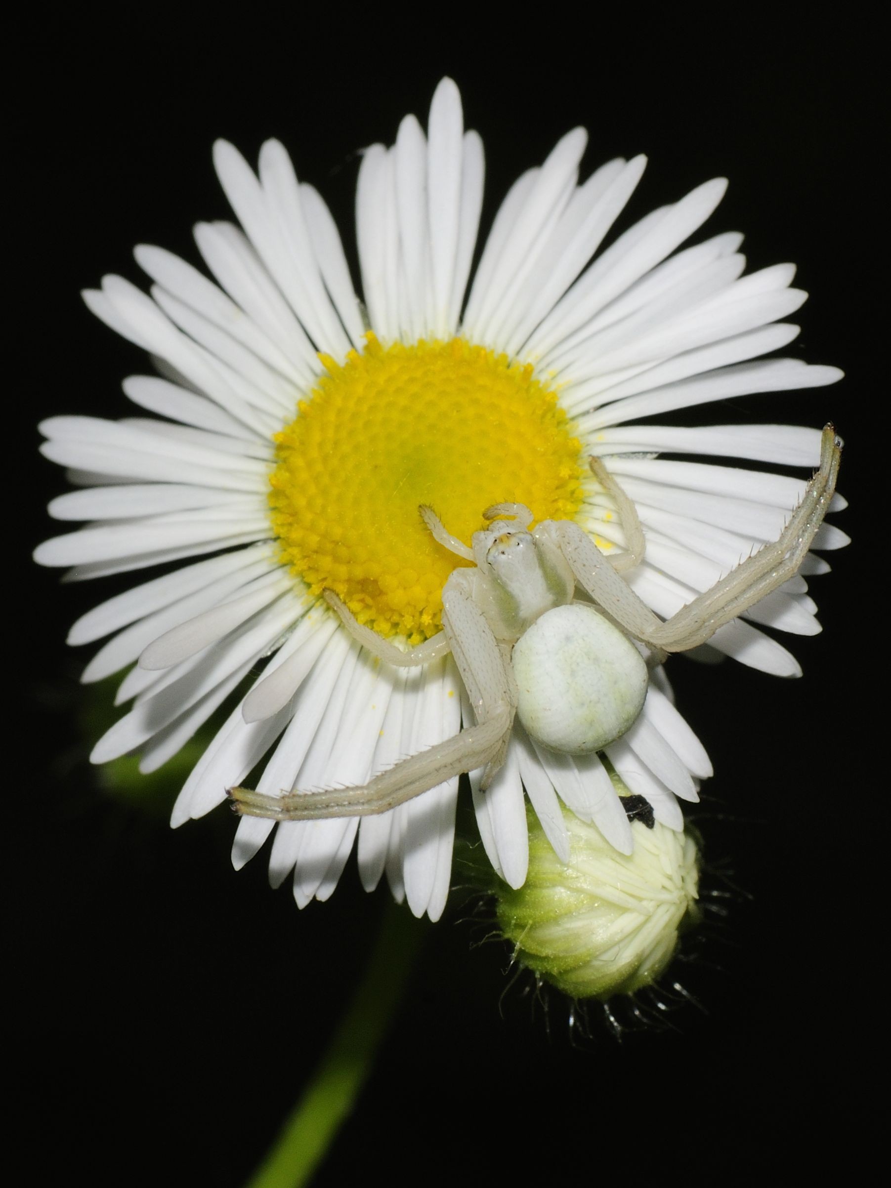 spider, Flowers Wallpaper