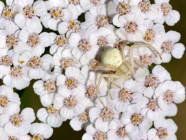 spider, Flowers HD Wallpaper Desktop Background