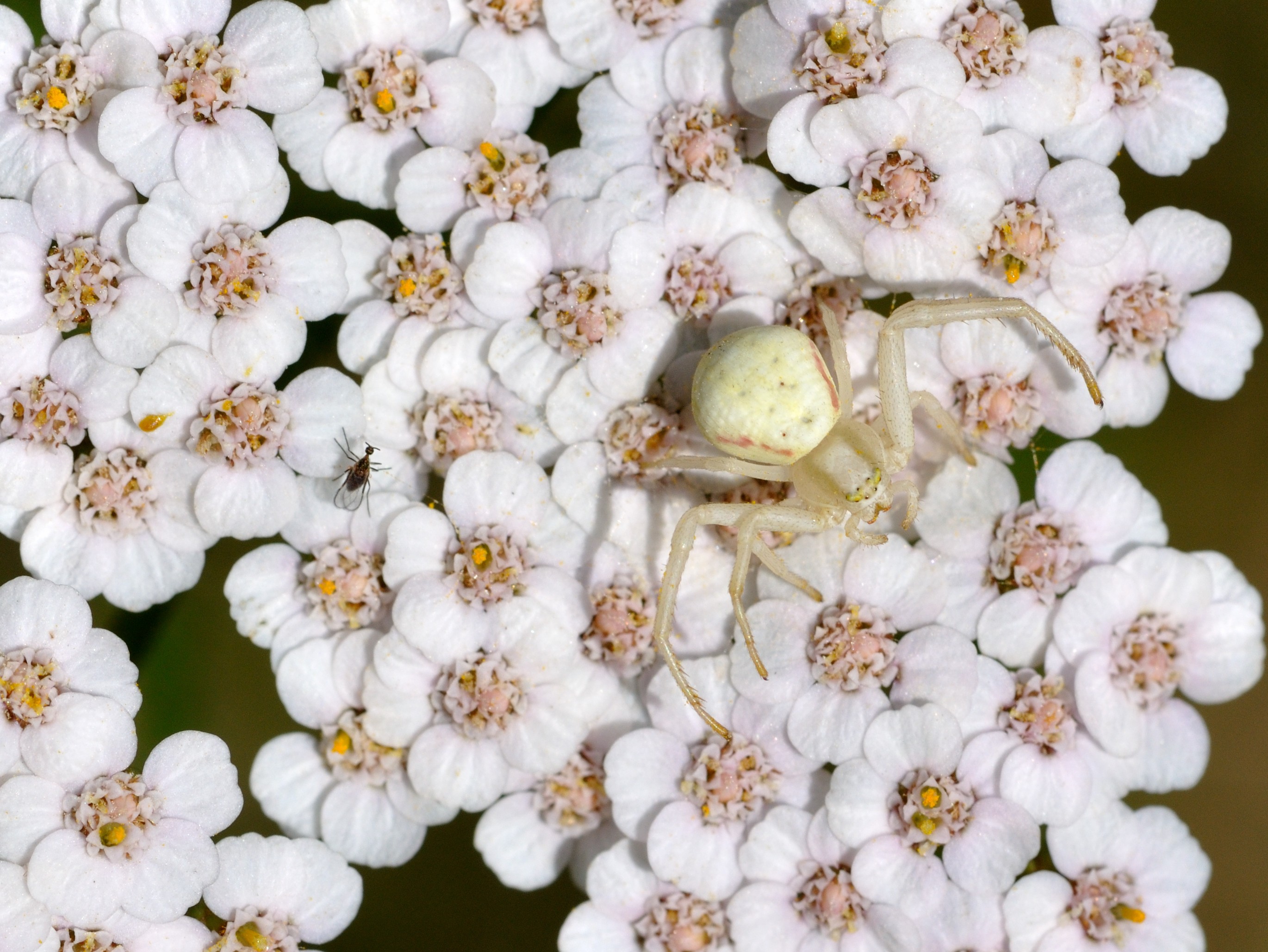 spider, Flowers Wallpaper