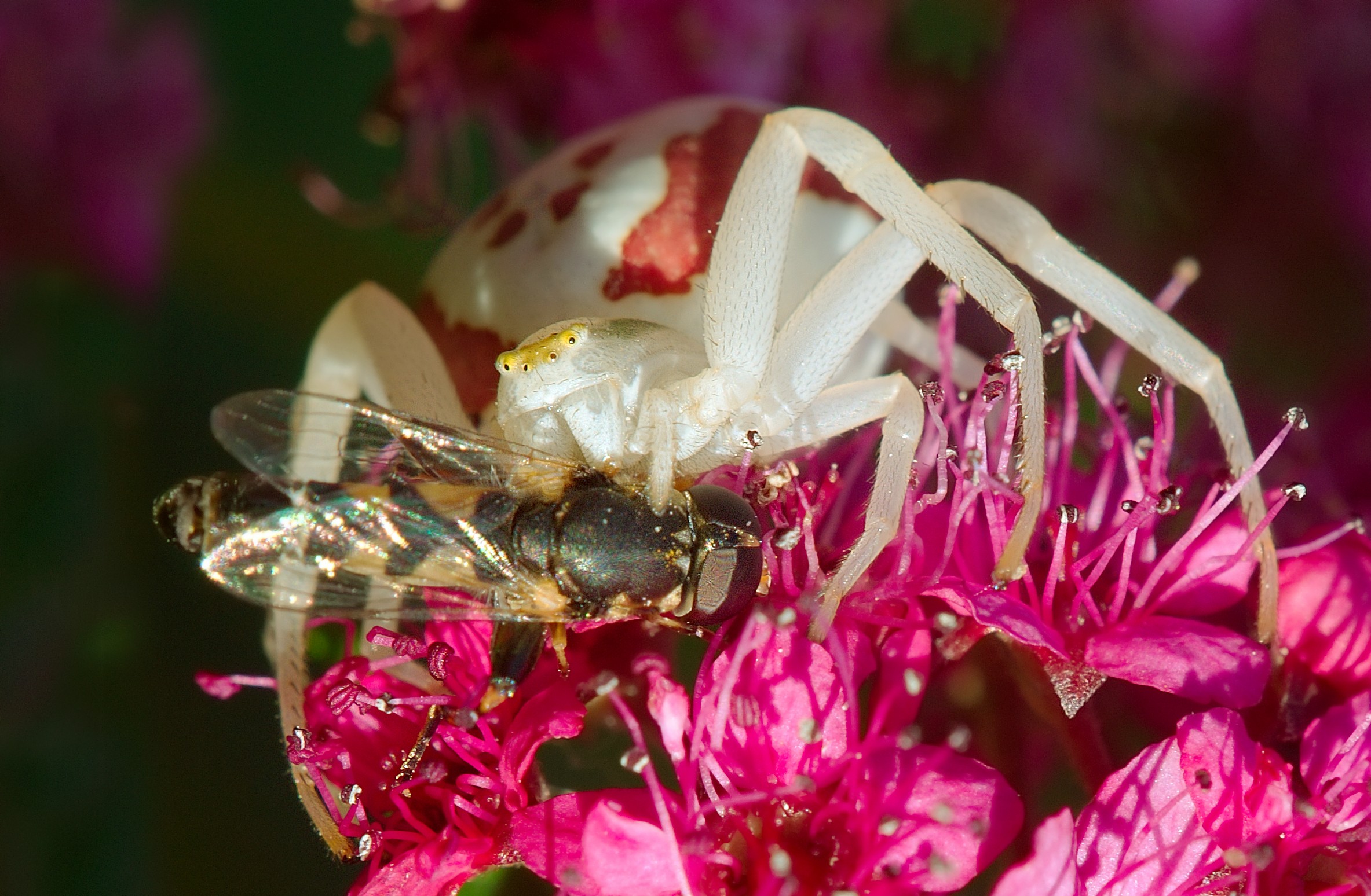 spider, Flowers, Fly Wallpaper