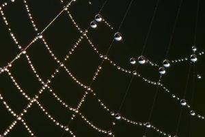 spiderwebs, Nature