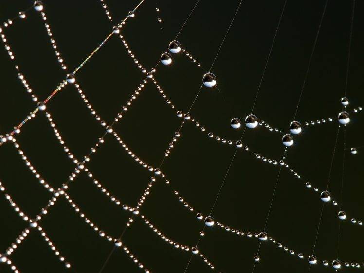 spiderwebs, Nature HD Wallpaper Desktop Background