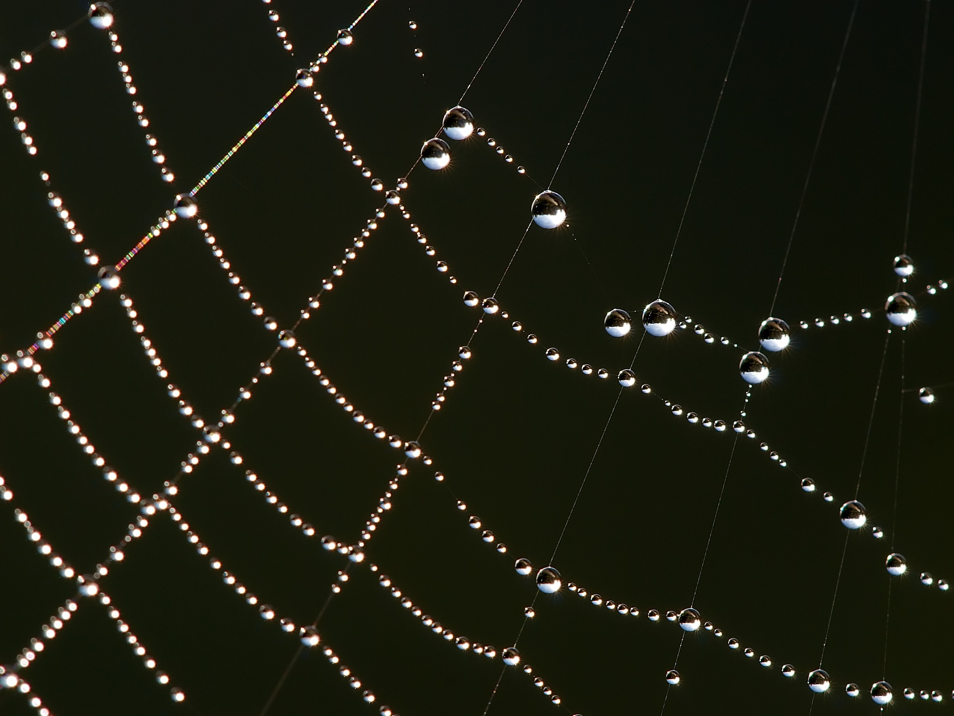 spiderwebs, Nature Wallpaper