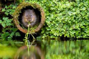 animals, Nature, Water, Mice, Plants