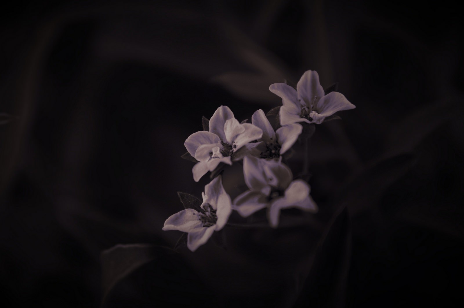 photography Nature Macro Flowers  White flowers  Dark  
