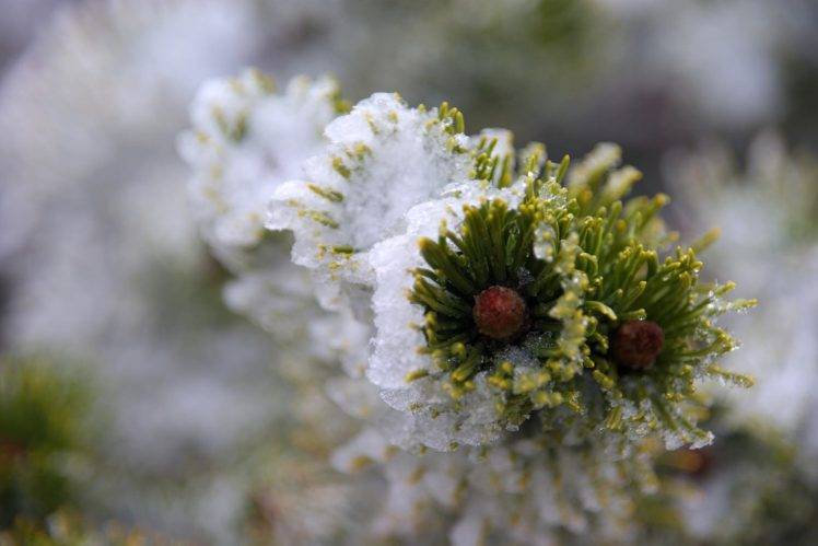 photography, Nature, Macro, Flowers, Snow, Blurred, Bokeh HD Wallpaper Desktop Background