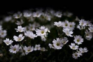 photography, Nature, Macro, Flowers, White flowers, Dark, Artificial, Lights