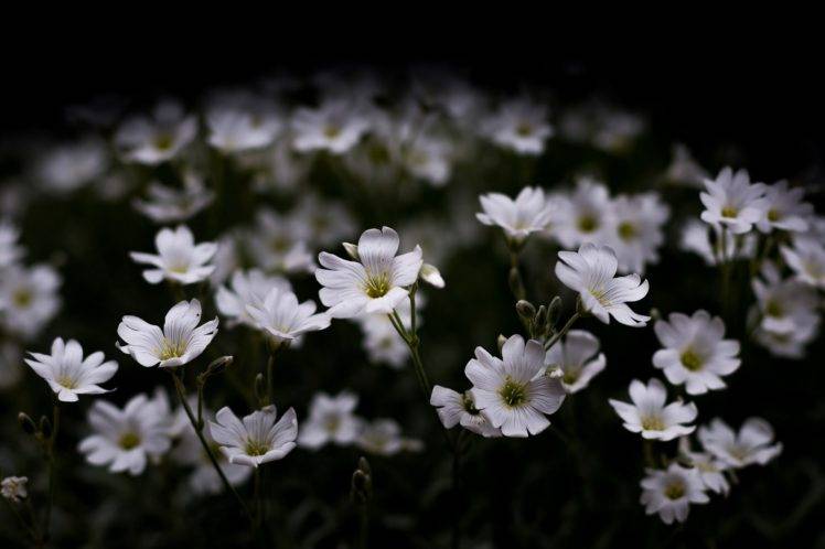 Dark Green Flower Wallpaper : Green Rose Wallpapers - Wallpaper Cave : Dark green flower